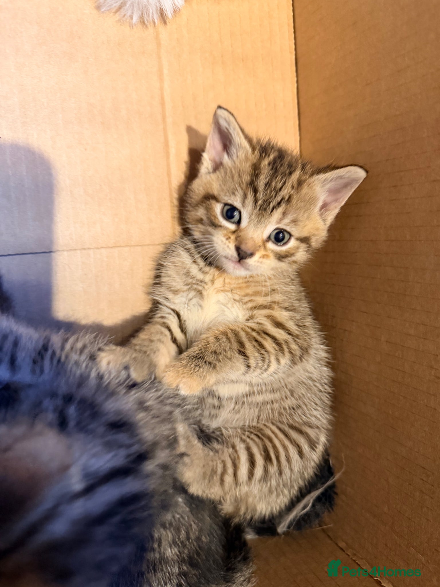 Mixed Breed cats for sale: Female tabby/bengal kitten - Advert 5