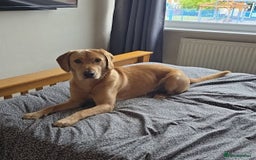 Labrador Retriever dogs for stud: Simba STUD ONLY  in Bradford - Image 5