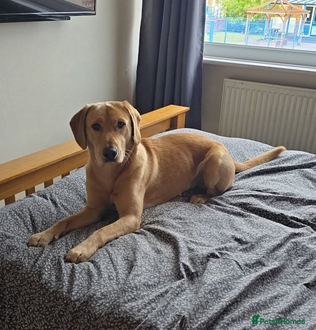 Labrador Retriever dogs for stud: Simba STUD ONLY  in Bradford - Image 5