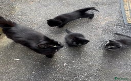 Domestic Shorthair cats for sale: Beautifull kittens  - Image 7