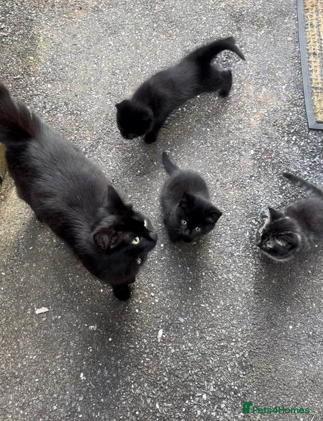 Domestic Shorthair cats for sale: Beautifull kittens  - Image 7