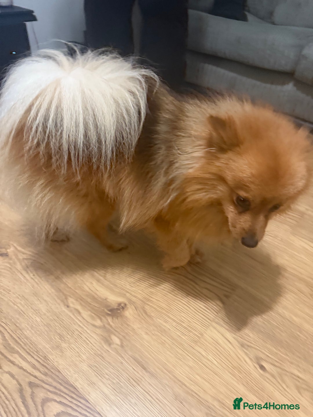 Pomeranian dogs for sale: Pomeranian for sale  - Advert 1