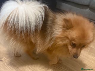 Pomeranian dogs Pomeranian for sale - Advert 14