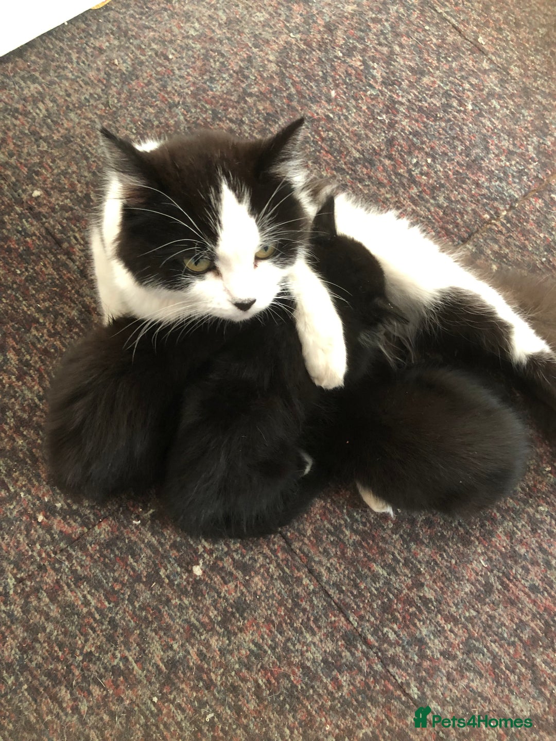 Mixed Breed cats for sale: Gorgeous loving playful kittens - Advert 5