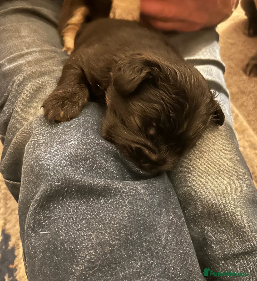 French Bulldog dogs for sale: Fluffy French bulldog puppies, 1 boy, 2 girls - Advert 3