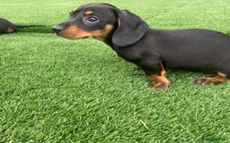 Miniature Dachshund dogs for sale: 4 adorable miniature dachshund puppies  - Image 36