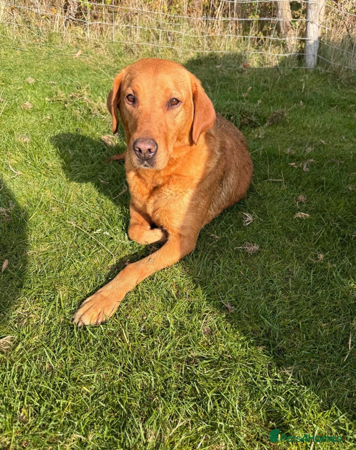 Labrador Retriever dogs Beautiful KC Registered Labrador Puppies - Advert 2
