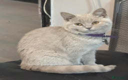 British Shorthair cats for sale:  🐾 Beautiful Kitten Looking for a Loving Home 🐾 - Image 6