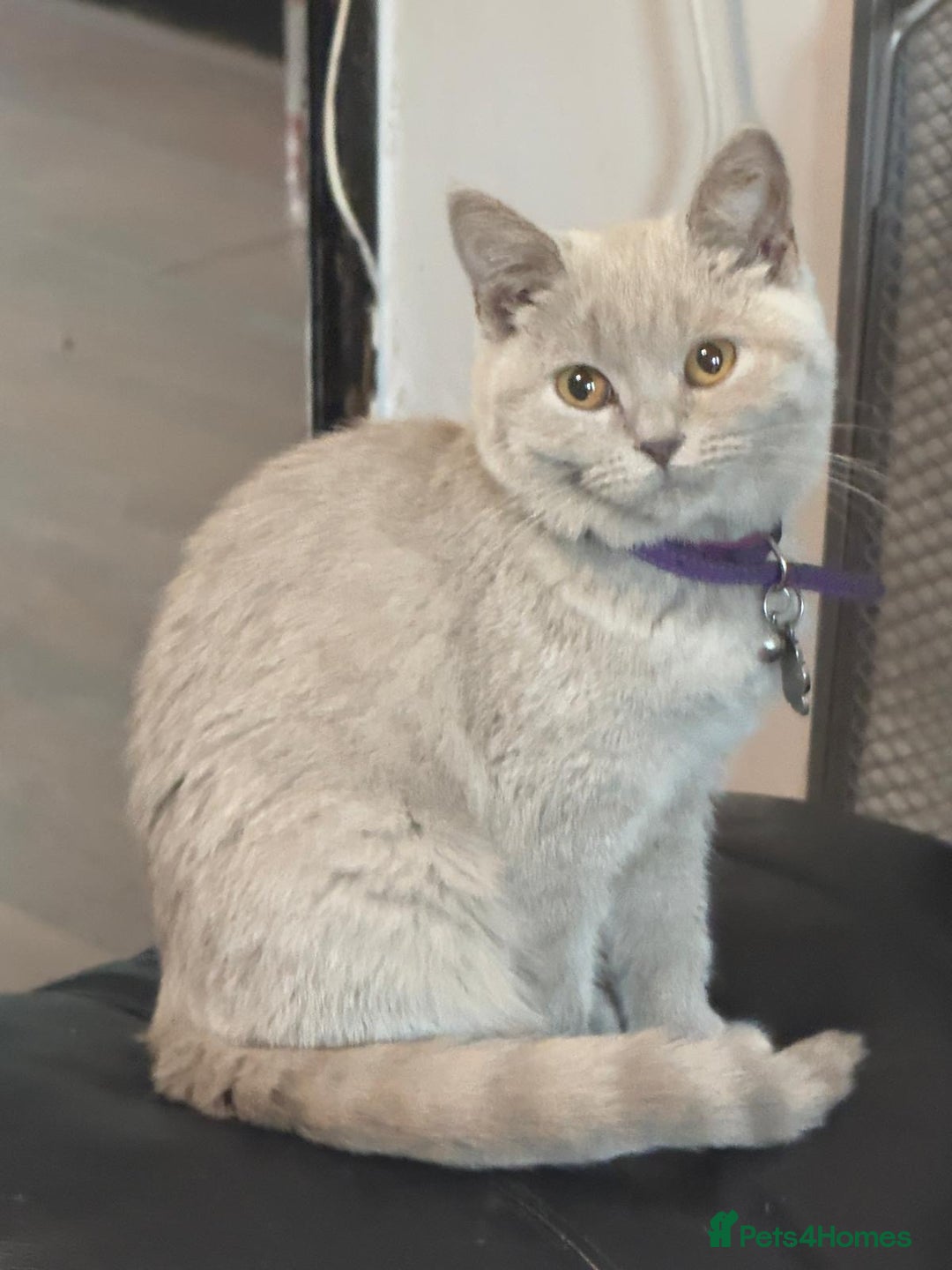 British Shorthair cats for sale:  🐾 Beautiful Kitten Looking for a Loving Home 🐾 - Image 6