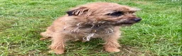 Mixed Breed dogs for sale: Border Terrier x Jack Russell  - Advert 2