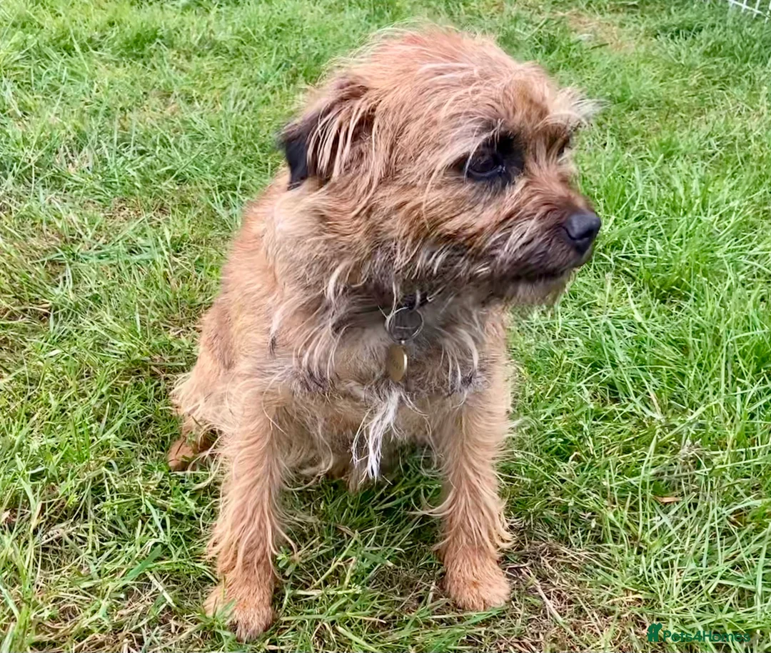 Mixed Breed dogs for sale: Border Terrier x Jack Russell  - Advert 2