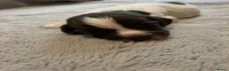 English Springer Spaniel dogs for sale: Beautiful Springer Spaniel Puppies  in Swadlincote - Advert 9