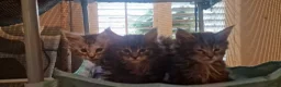 Maine Coon cats for sale: **PURE Maine Coon Kittens** 1 Boy / 3 Girls - Advert 17