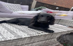 Cocker Spaniel dogs for sale: Cocker spaniel pups - Image 6