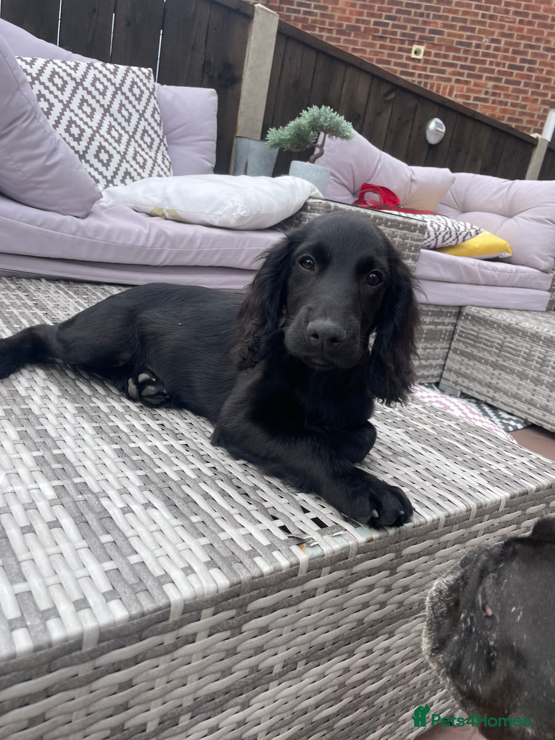 Cocker Spaniel dogs for sale: Cocker spaniel pups - Image 6