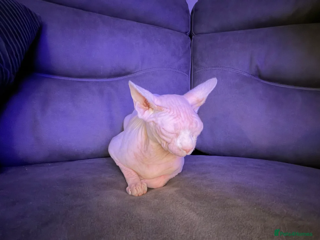 Sphynx cats for sale: Female sphynx in Birmingham - Advert 6
