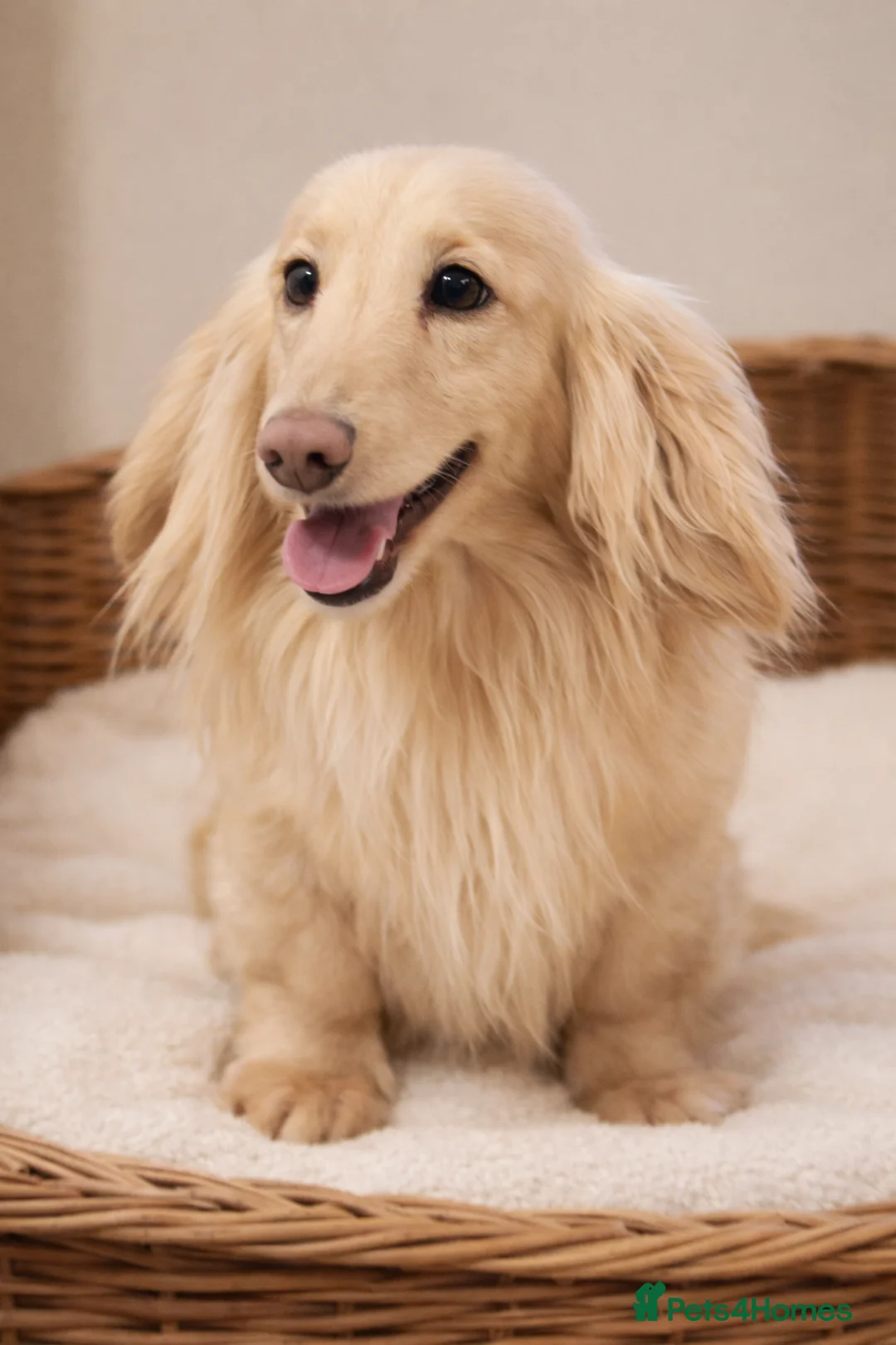 Miniature Dachshund dogs for stud: Long Haired Cream, no dilute, Pra Clear, Kc Regg - Advert 2