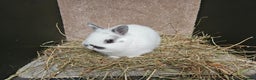 Netherland Dwarf rabbits for sale: Pure Bred Netherland Dwarfs Bucks  - Advert 4