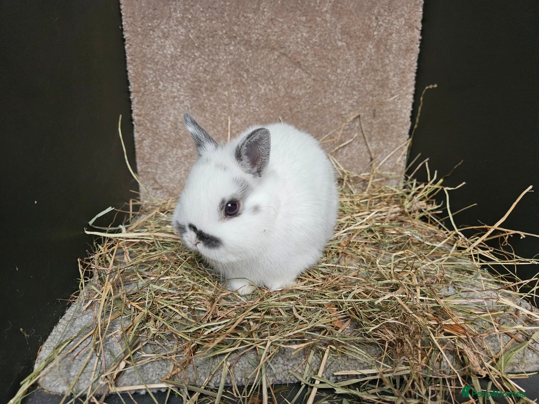 Netherland Dwarf rabbits for sale: Pure Bred Netherland Dwarfs Bucks  - Advert 4