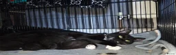 Mixed Breed cats for sale: Kittens for Sale in Bridlington - Advert 35