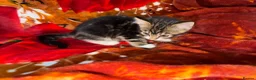 Mixed Breed cats for sale:  Kittens Looking for Loving Homes  - Advert 16