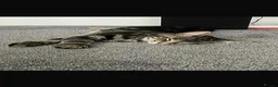 Mixed Breed cats for sale: 2 beautiful kittens. - Advert 10