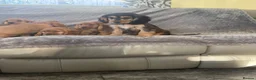 Cocker Spaniel dogs for sale: FULLHEATHTESTED OUTSTANDING SHOWTYPE COCKERSPANIEL in Alton - Advert 22