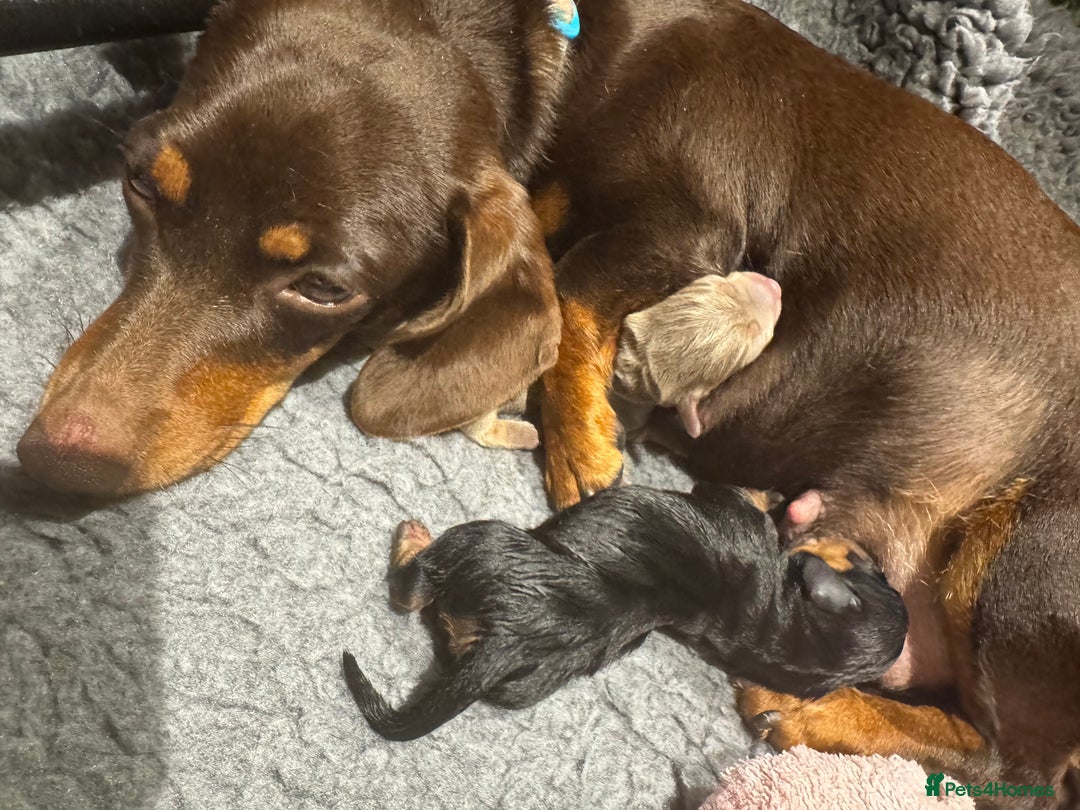 Miniature Dachshund dogs for sale: Gorgeous Mini Dachshund Smooth Puppies - Image 3