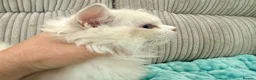 Ragdoll cats for sale: 2 Active girls  - Advert 9