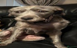 Staffordshire Bull Terrier dogs for sale: Looking for a new home - Advert 3