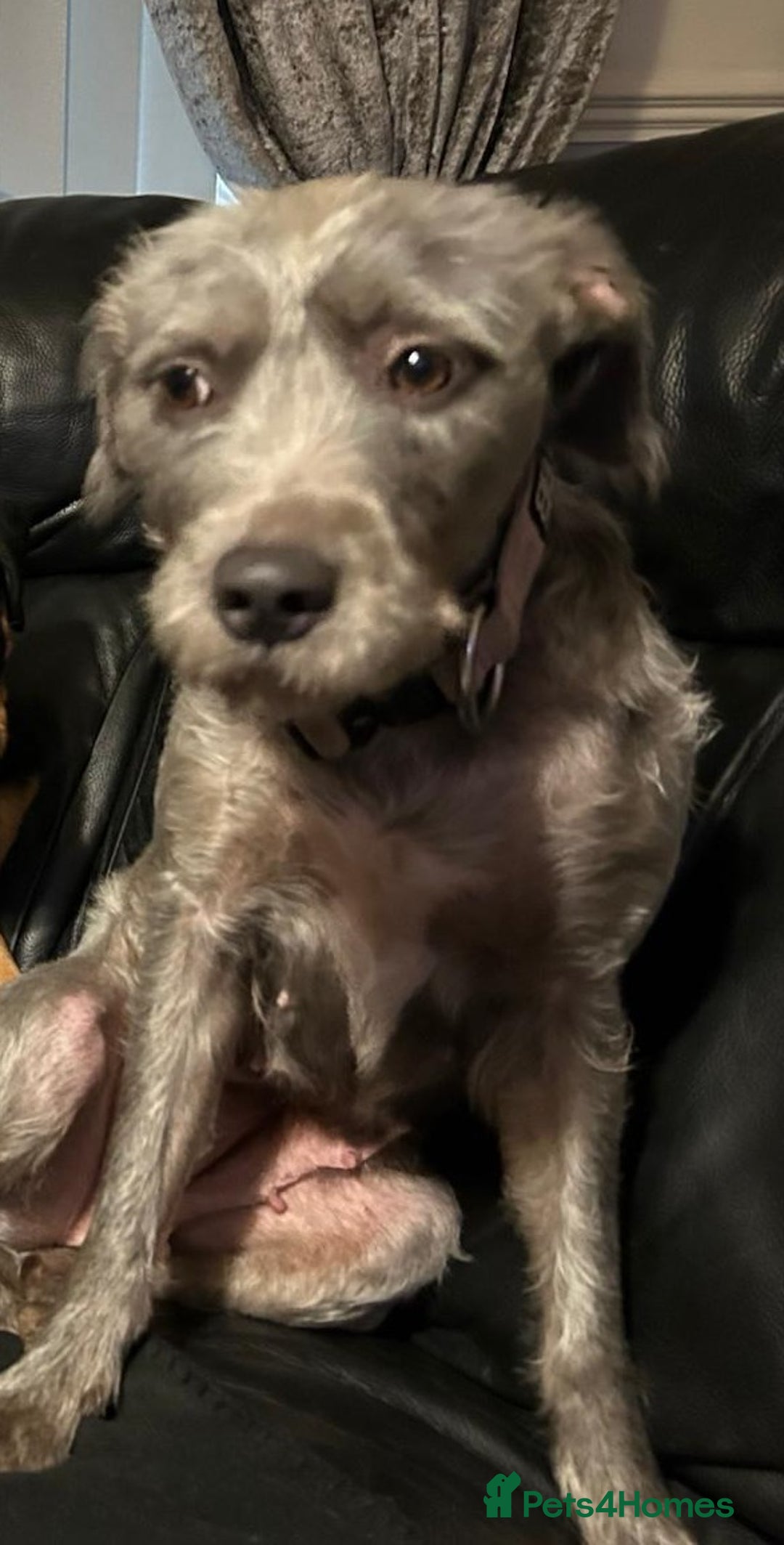 Staffordshire Bull Terrier dogs for sale: Looking for a new home - Advert 3