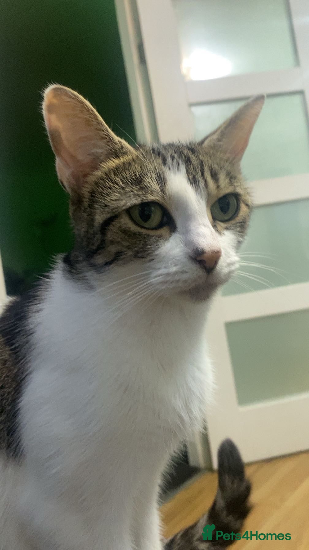 Mixed Breed cats Kittens for sale - Advert 4