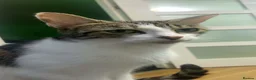 Mixed Breed cats for sale: Kittens for sale in Wakefield - Advert 1