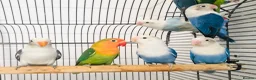 Lovebirds birds for sale: Beautiful young lovebirds for sale. - Advert 3