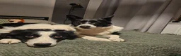 Border Collie dogs for sale: Border Collie Puppies - Advert 20