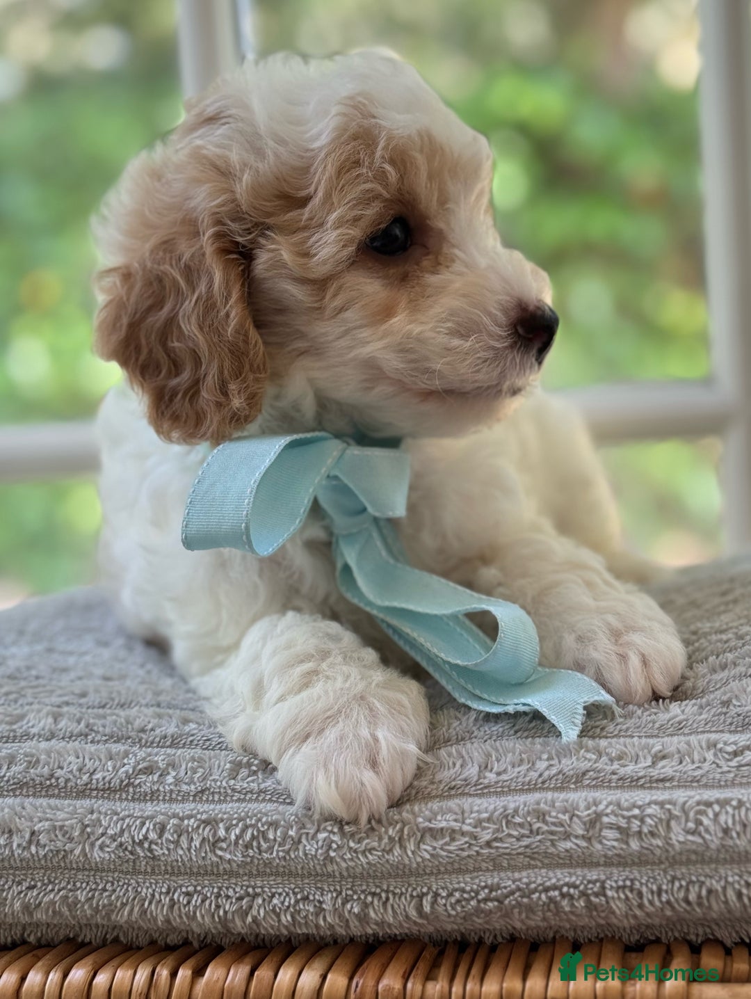 Mixed Breed dogs for sale: Teddy bear puppies - Image 25