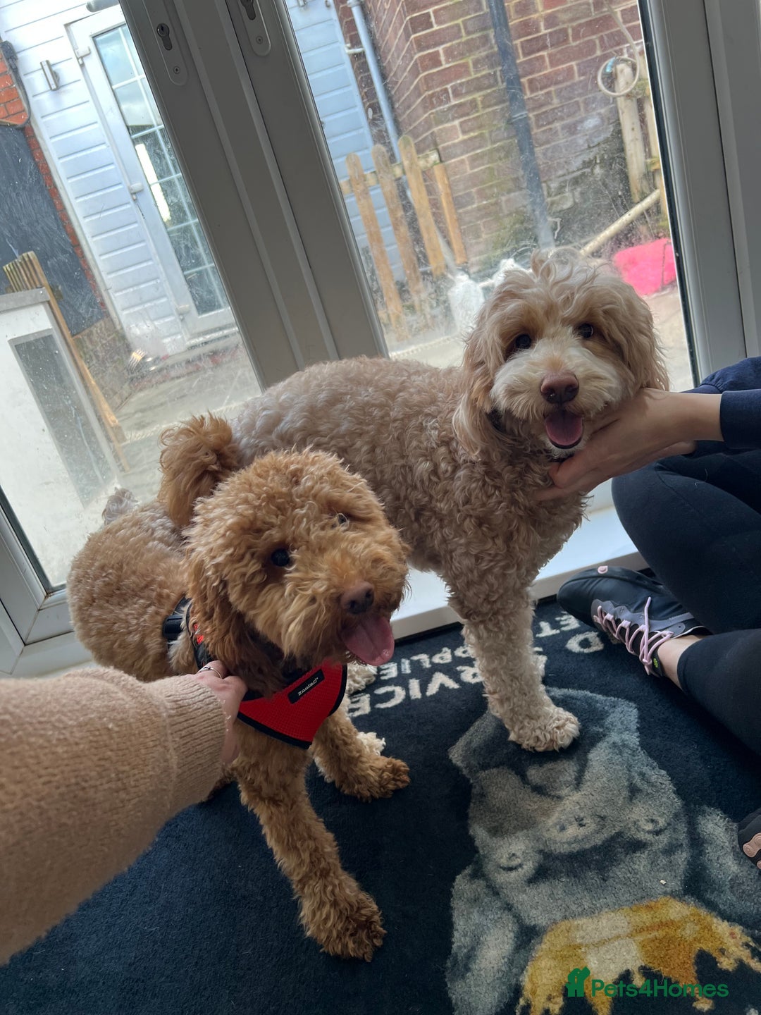 Miniature Poodle dogs for stud: RUPERT MINIATURE POODLE in Southampton - Advert 10