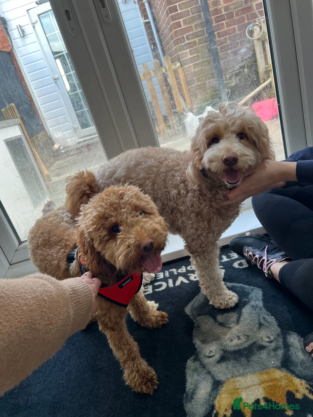 Miniature Poodle dogs for stud: RUPERT MINIATURE POODLE in Southampton - Advert 10