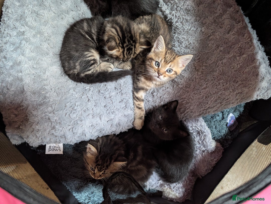 Ragdoll cats for sale: Tabby or black Ragdoll x kittens - Image 16