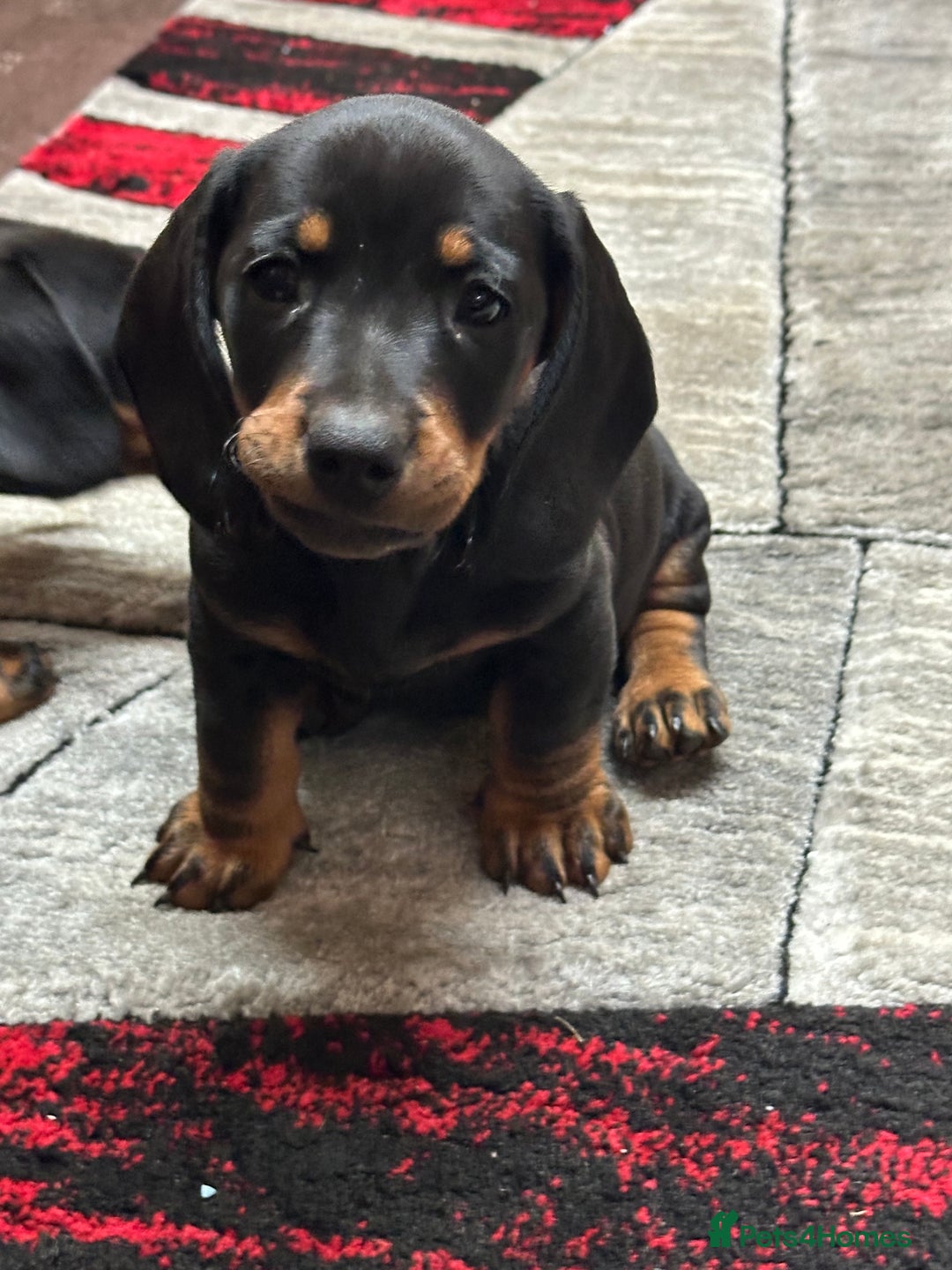 Dachshund dogs for sale: beautiful dachshunds puppies for sale  - Image 6