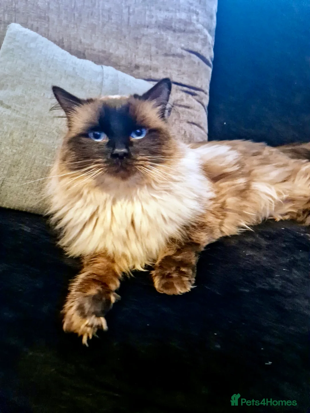 Ragdoll cats for stud: Champion Line Fife & GCCF registered for stud in Southend-on-Sea - Advert 2