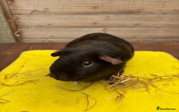 Guinea Pig rodents for sale: Dalmatians - Image 10