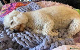Mini Goldendoodle dogs for stud: Stud sire wanted  - Image 5