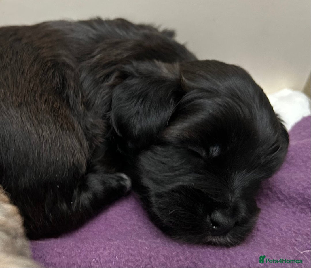 Maltipoo dogs for sale: Maltipoo puppies  - Image 2