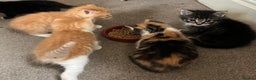 Mixed Breed cats for sale: 6 beautiful kittens for sale (one left)  - Advert 5