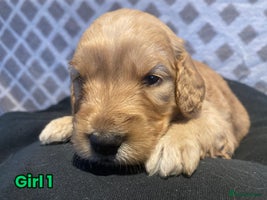 Goldendoodle dogs F1 Miniature Goldendoodle's 100% DNA Health-Tested - Advert 2