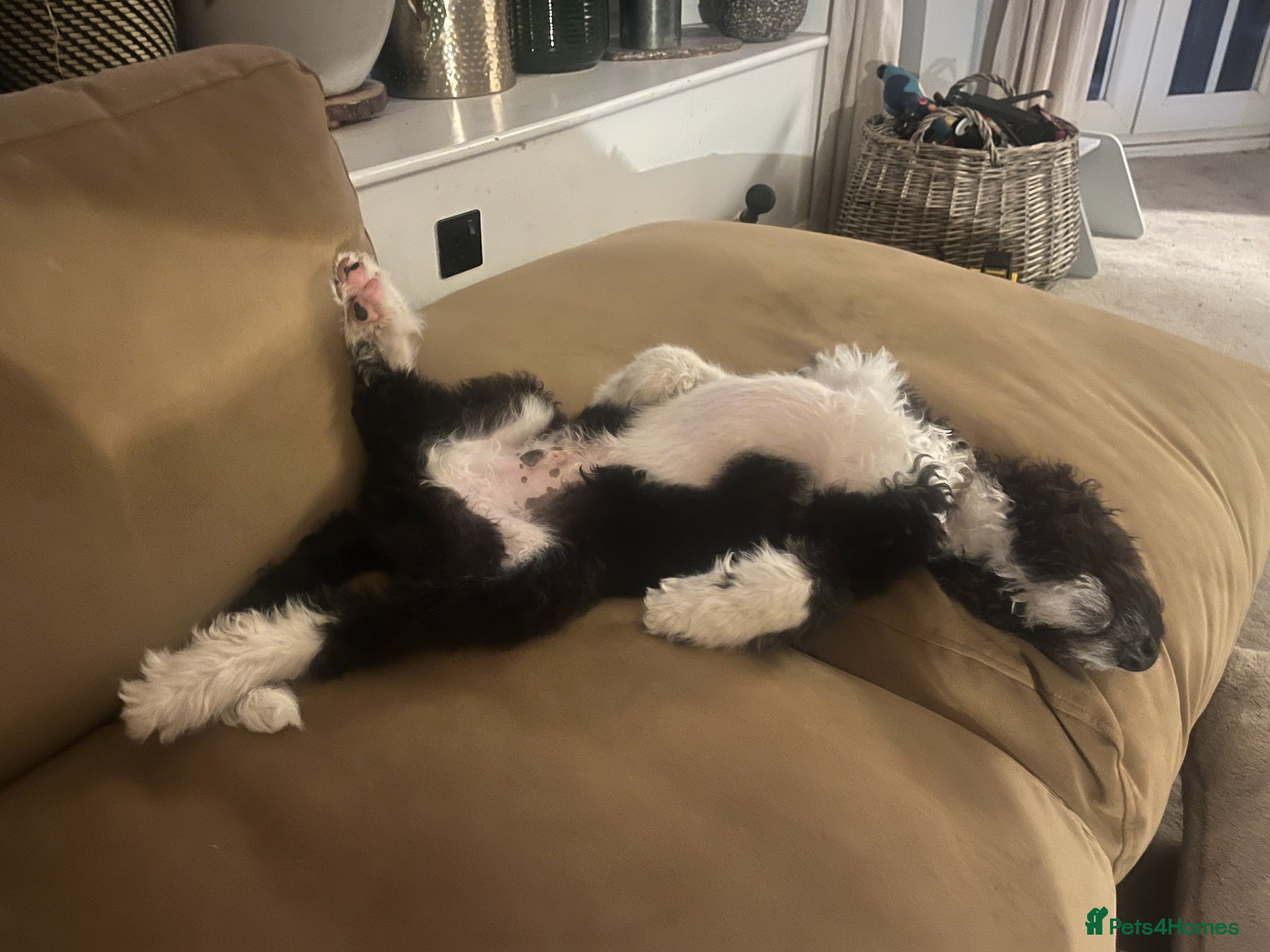 Mixed Breed dogs for sale: Handsome 6‑Month‑Old Bordoodle/Colliepoo Puppy in Exeter - Advert 6