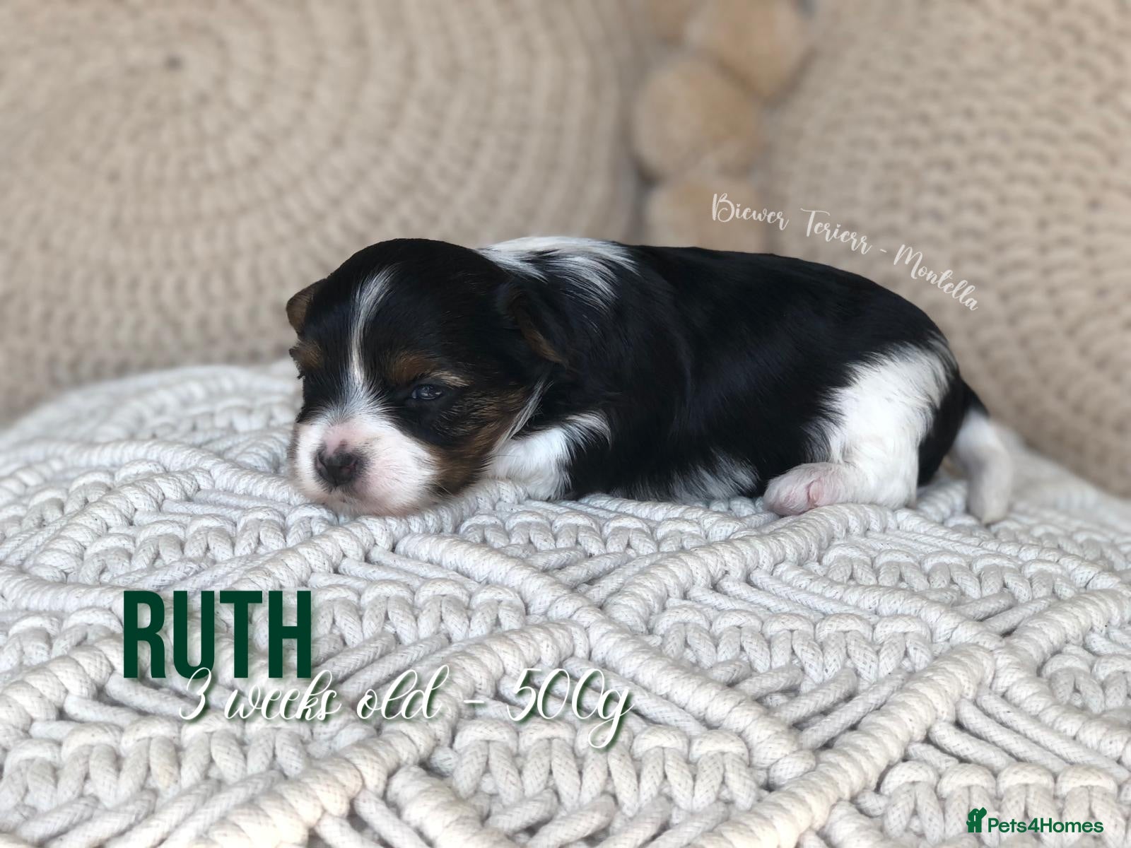 Yorkshire Terrier dogs Beautiful Litter of Six Biewer Terriers! - Advert 1