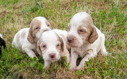 Sprocker dogs for sale: Beautiful f2 sprockers - Image 6