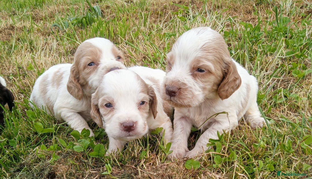 Sprocker dogs for sale: Beautiful f2 sprockers - Image 6